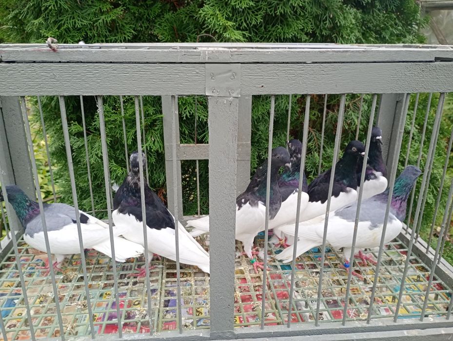 Murzyny czarne i niebieskie