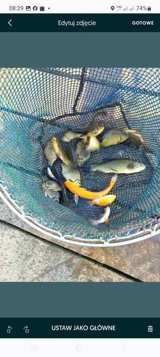 Narybek kroczek karp