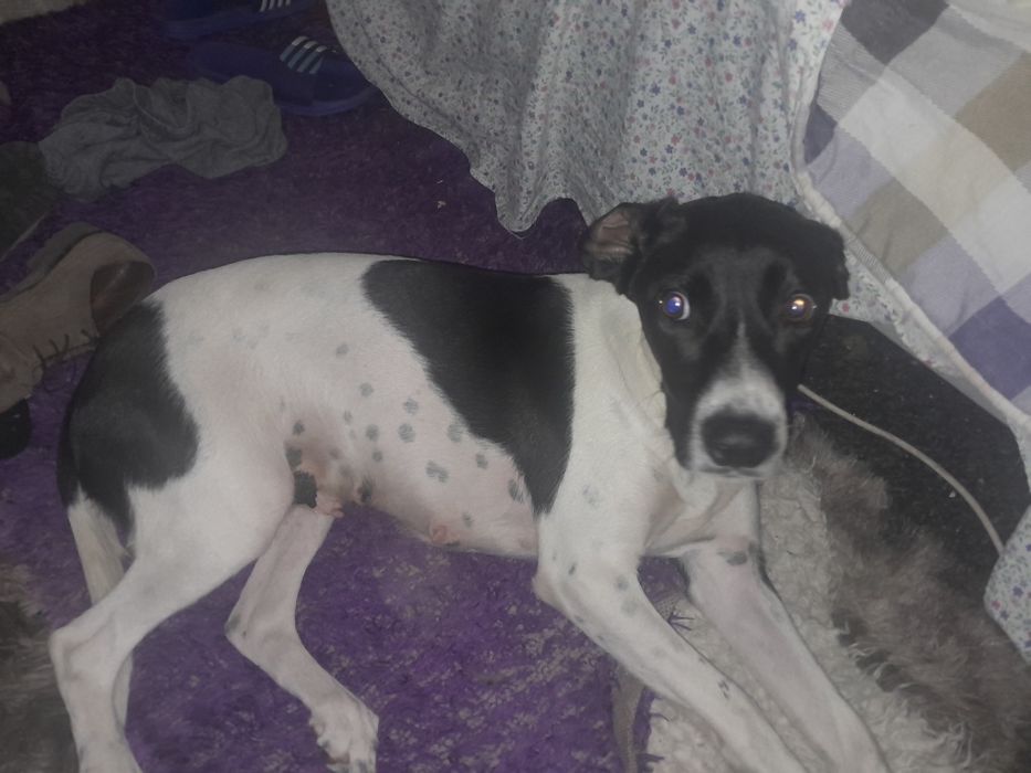 Cachorra  jack russell 1 ano doacao