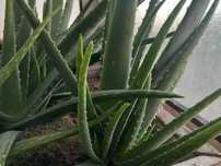 Catos e Aloevera