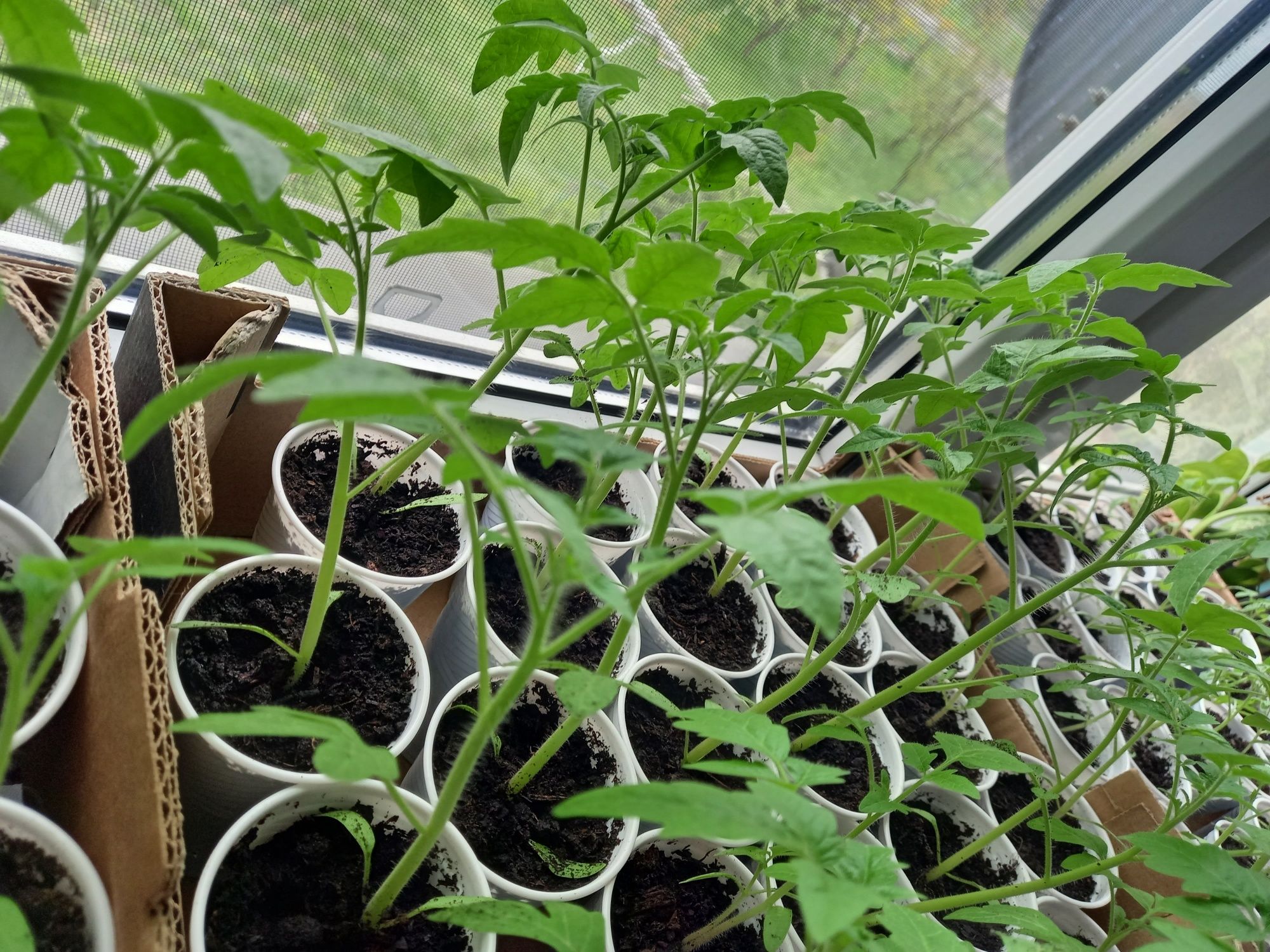 Rozsady pomidora malinowego