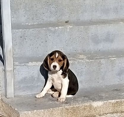 Beagle Tricolor Vacinado