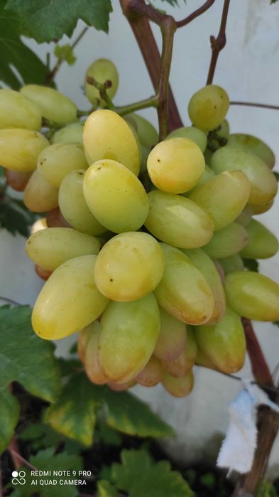 Черенки винограду