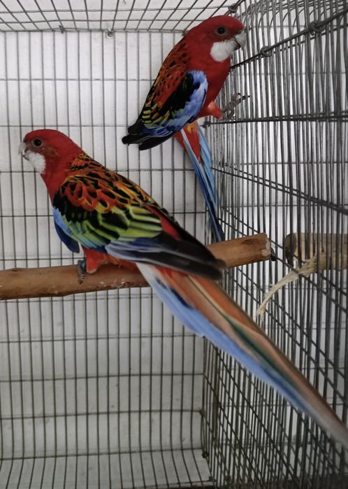 Casal Reprodutor de Roselas Exímius vermelhas