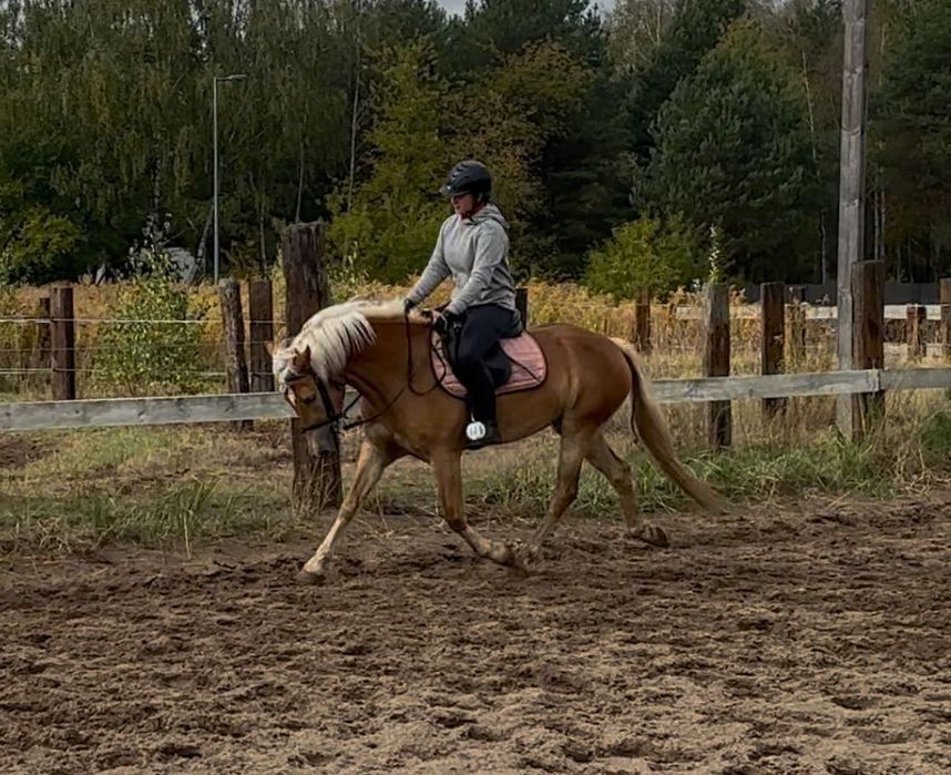 Haflinger hodowla/sport