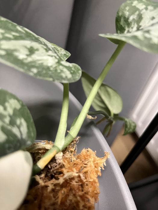 scindapsus exotica variegata okaz kolekcjonerski