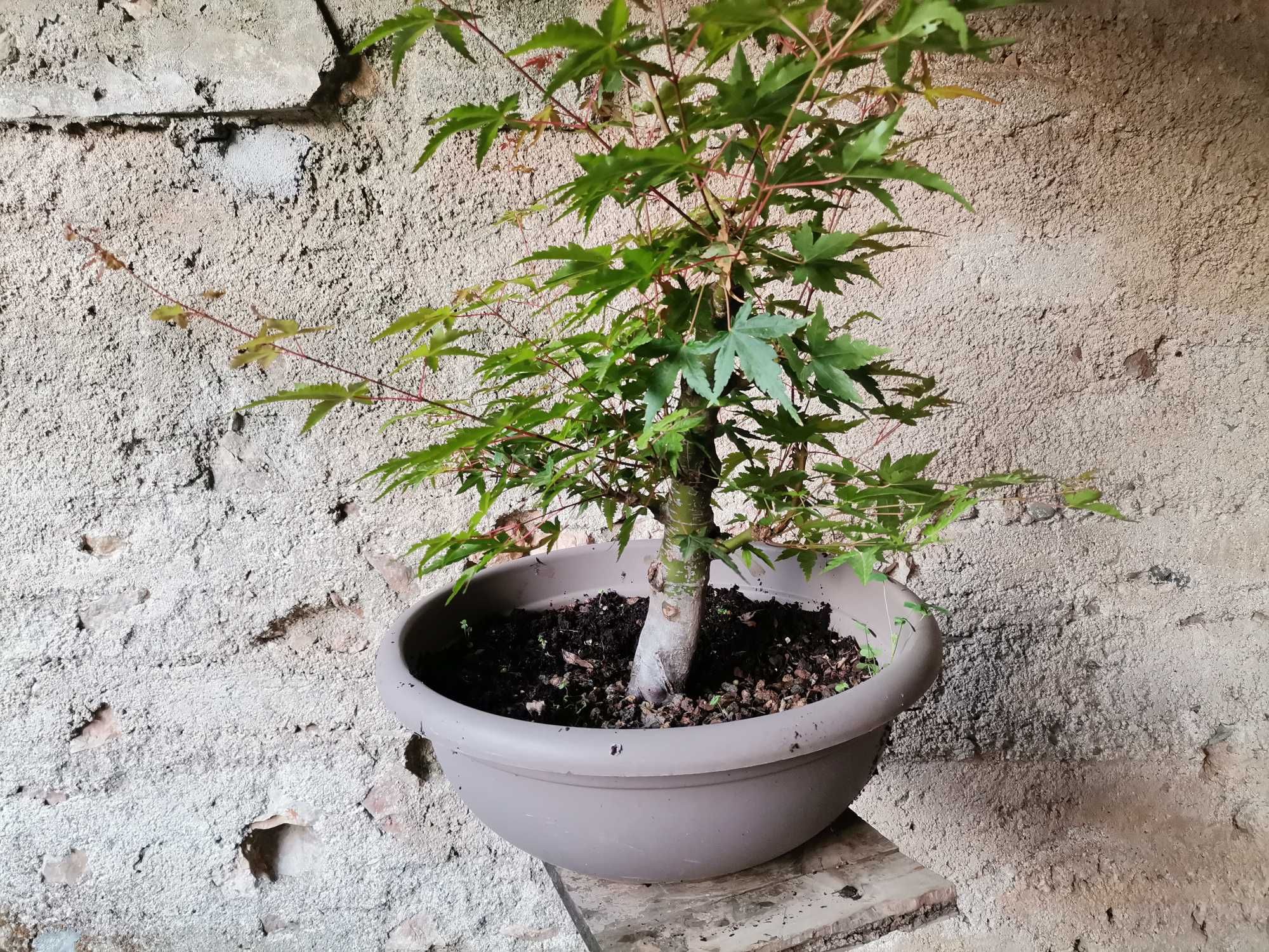 Pré-Bonsai de "Acer Palmatum"  - *VENDA URGENTE (DESOCUPAR)*