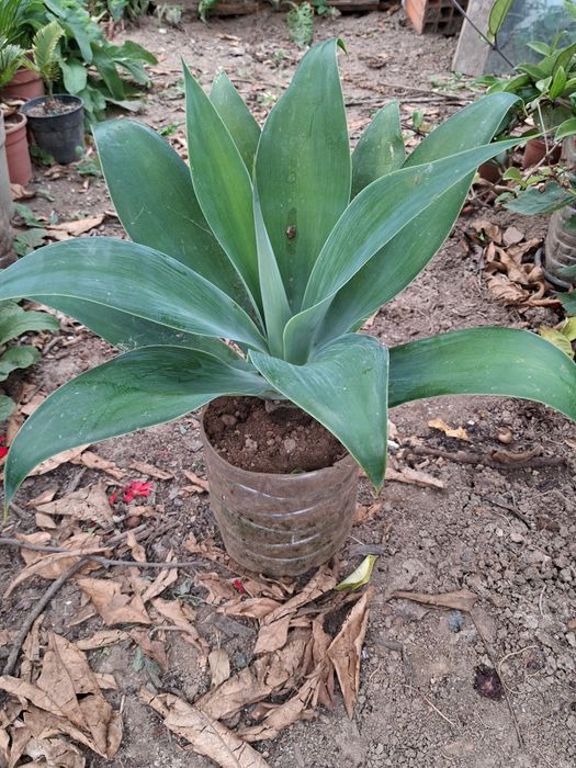 Agave Dragão (Agave Attenuata)