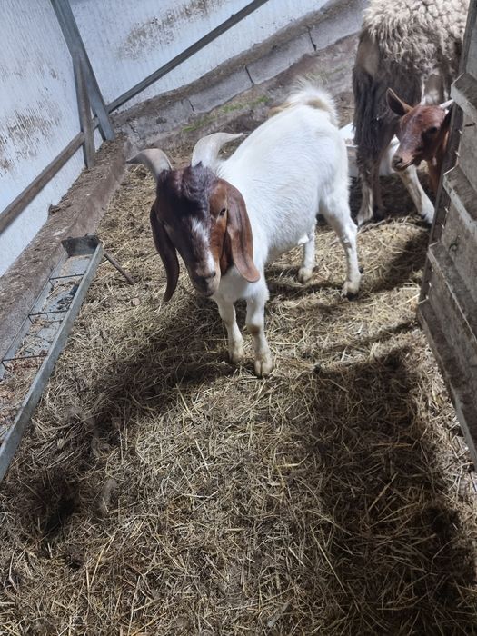 Vendo cabrito Boer