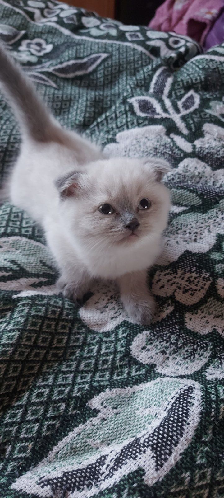 Продам голубий  скотішфолд