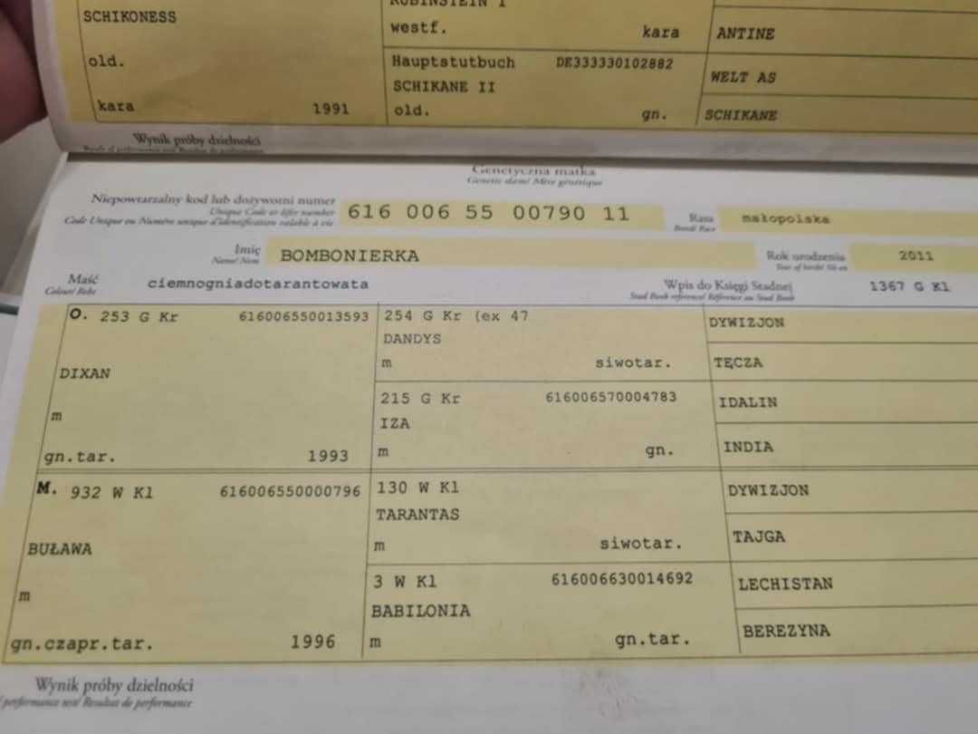 Wałach PKS 3 lata -wstępie zajeżdżony
