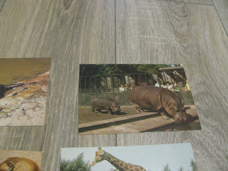 pocztówki z PRL zwierzęta