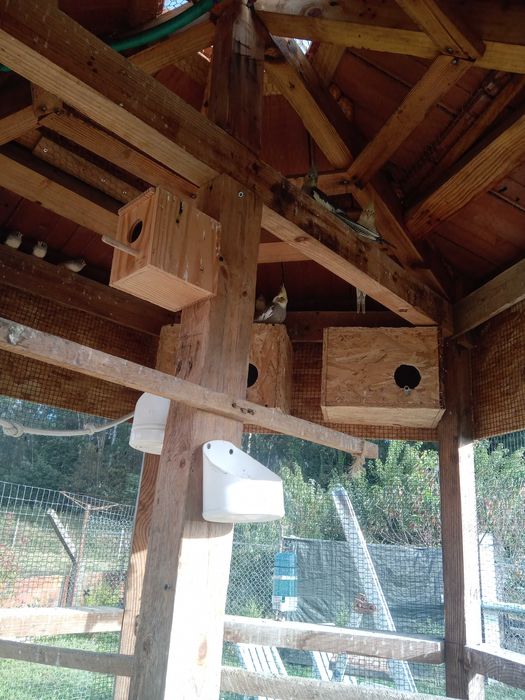 Aves variadas 1 €