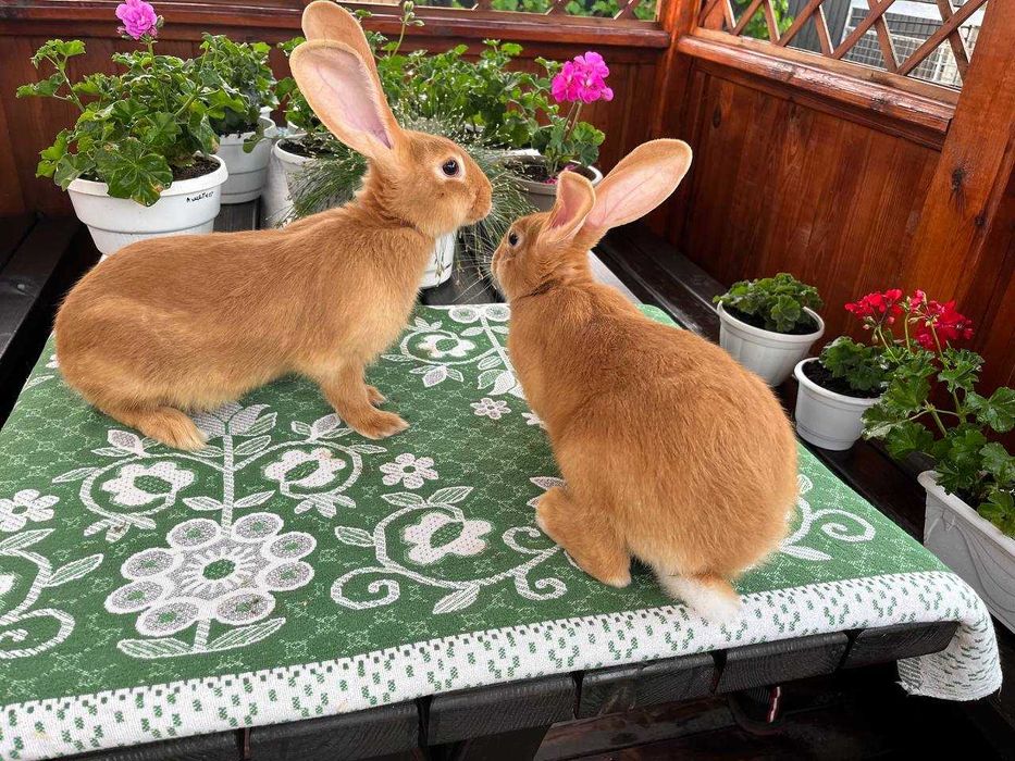 Кролі породи Бургундець та Білий Панон