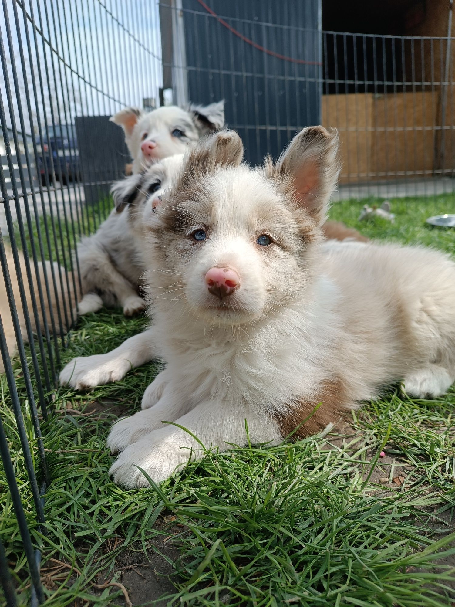 Border Collie Red Merle