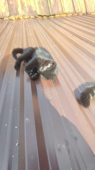 Małe kocięta szukają dobrego domu