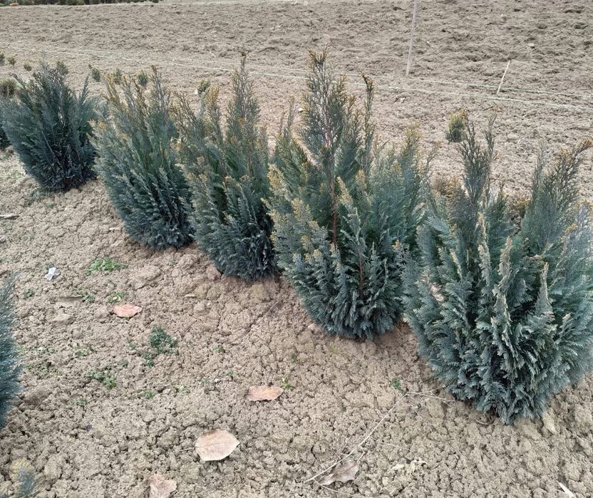 Туя смарагд +кашпо - є знижки