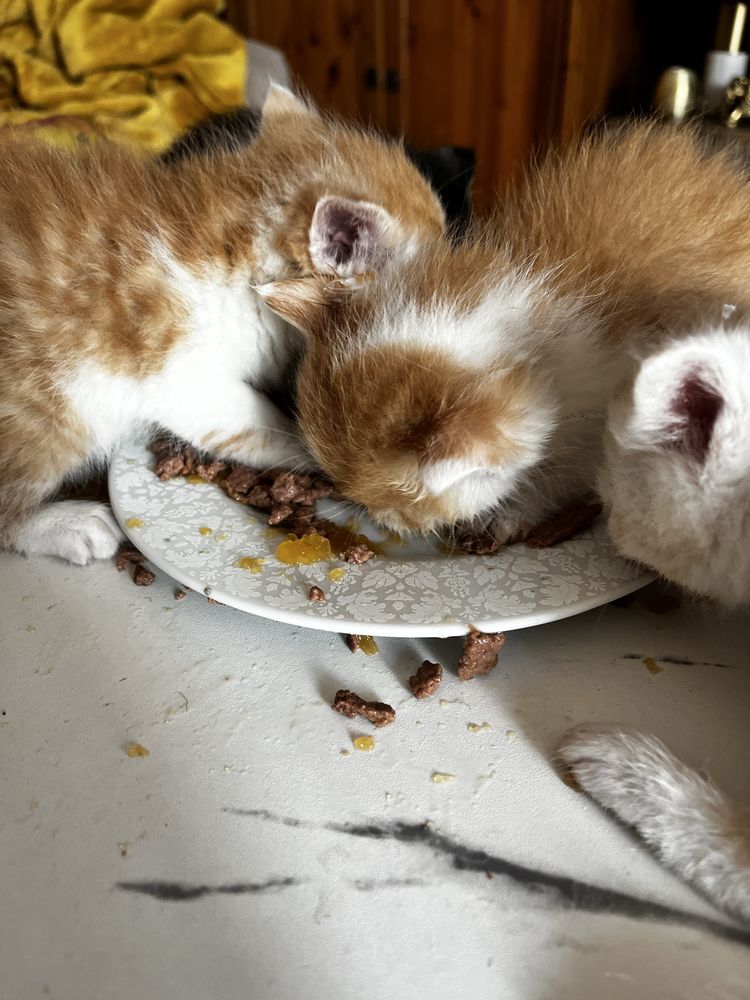 4 kocięta po persie szynszylowym