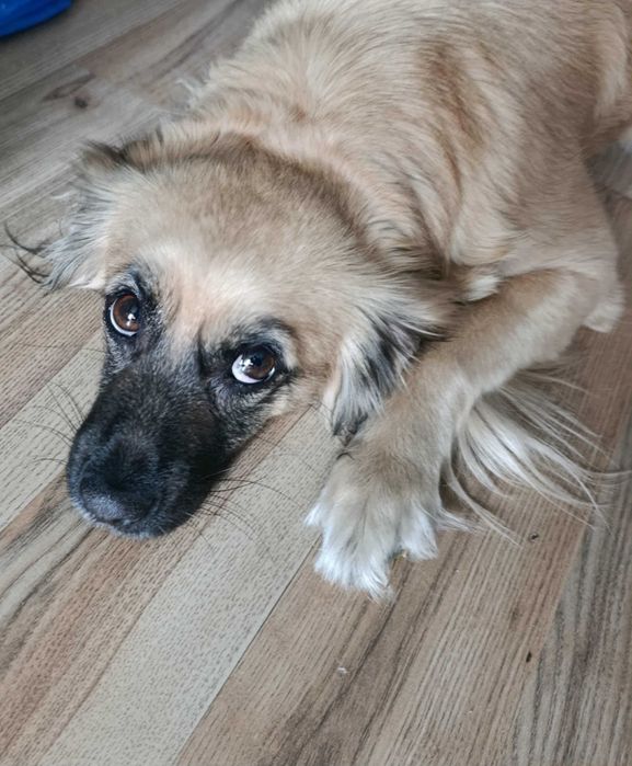 Oddam pilnie pieska (suczke )