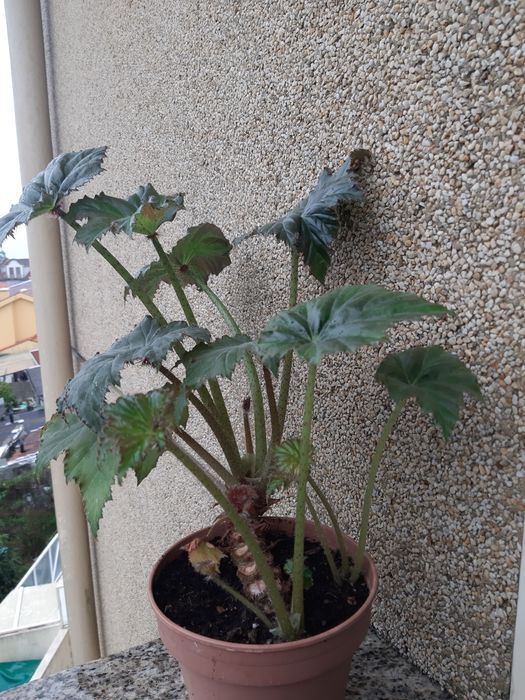 Plantas em vaso variadas
