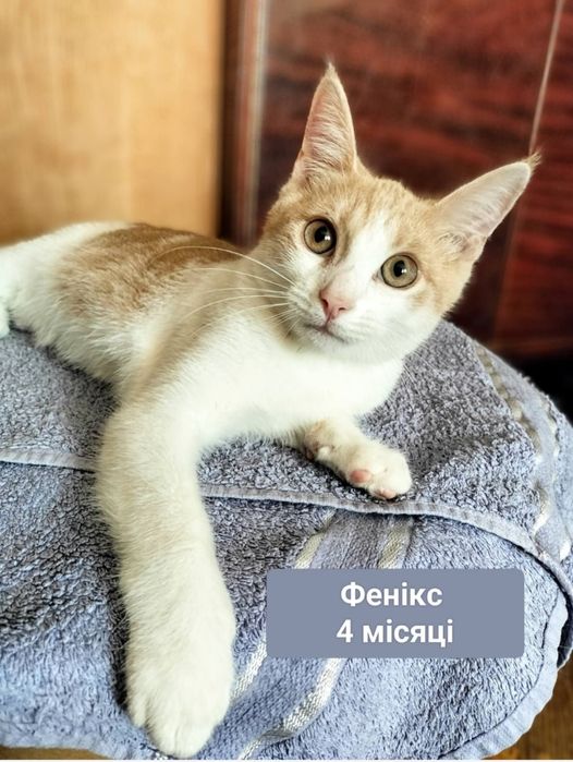 Кошенята,котики,маленькі,шукають родину,в добрі руки,щеплені,оброблені