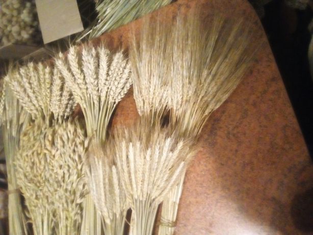 Сухоцвети колосья 50 шт колоски пшениці жита вівса