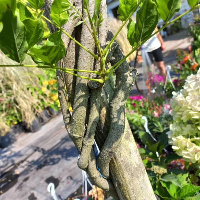 Продам Глицинию (Вистерия) 3 лет, в контейнере распродажа