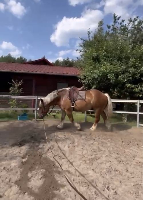Ciemnokasztanowaty wałach w typie zimnokrwistym