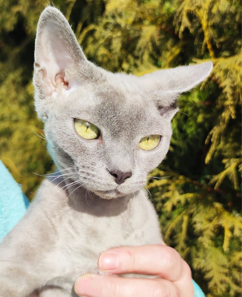 Reproduktor Devon Rex Champion zaprasza kotki