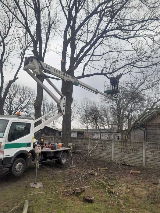 Wycinka Drzew Podnośnik Koszowy