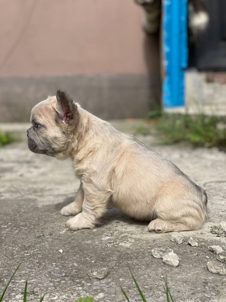 Лілак флаффі хлопчик!