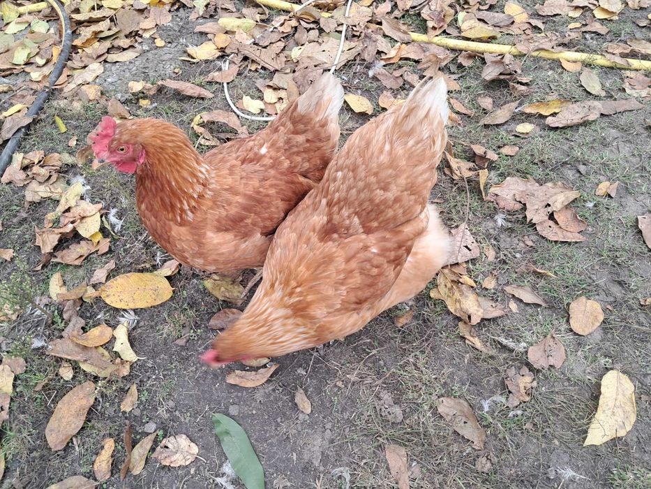 Кури домашні Ломан