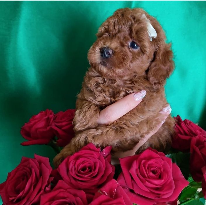 Малиш .той пудель, чекає родину