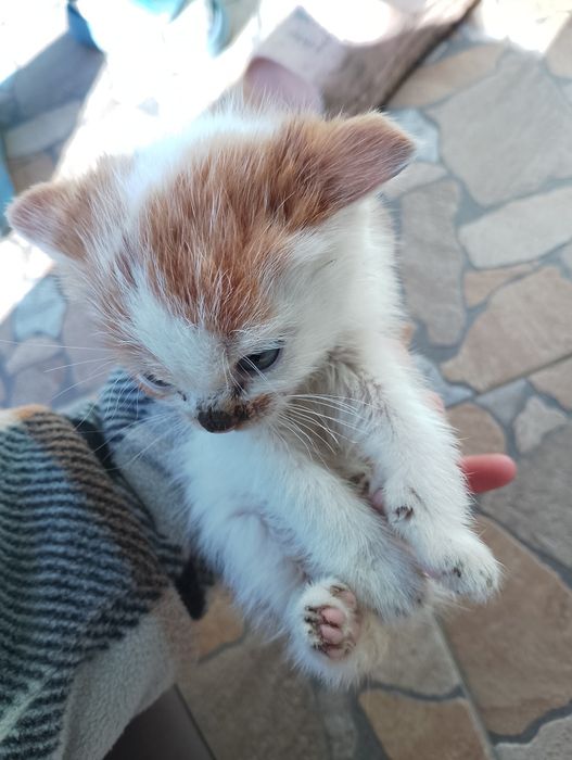 Видам котинят маленькі