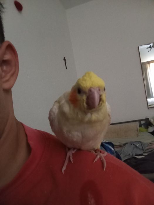 Vendo caturra criada a mão