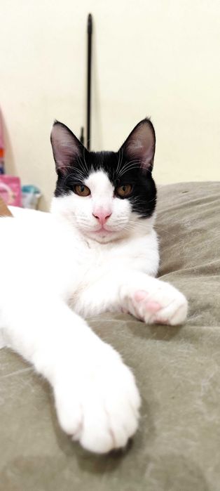 Gatinhos para adoção em conjunto