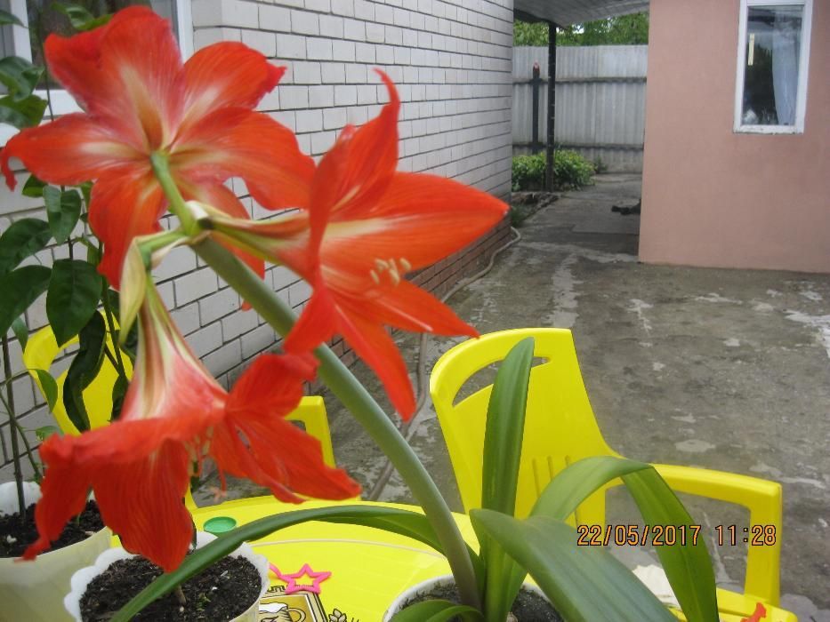 Гиппеаструм гибридний