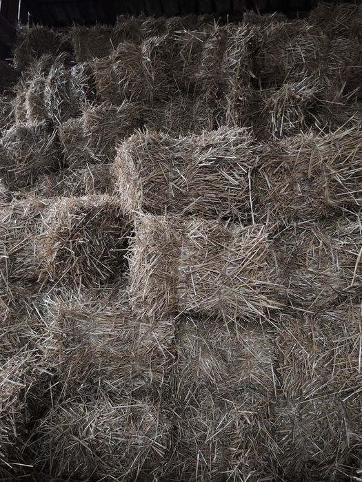 Owies, pszenica oścista, słoma