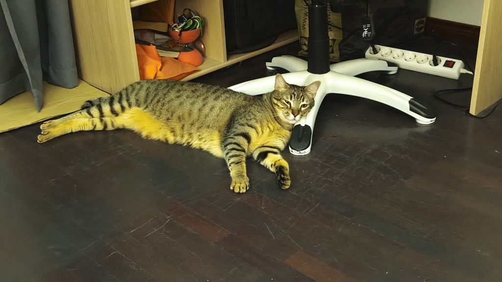 Gatos para adoçao
