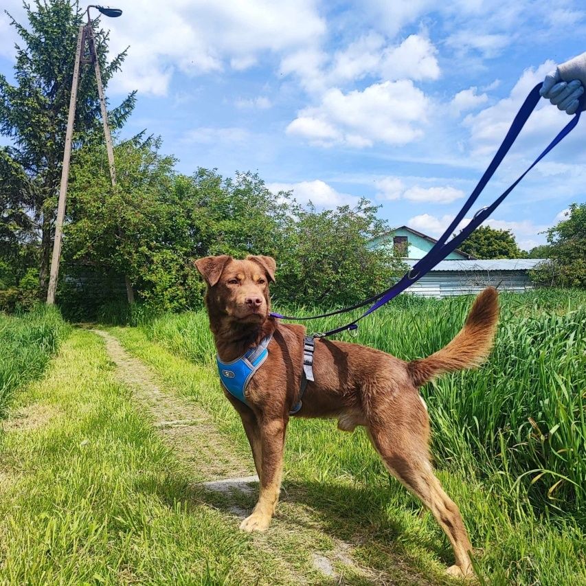 Pies w typie labradora - czekoladowy słodziak do adopcji
