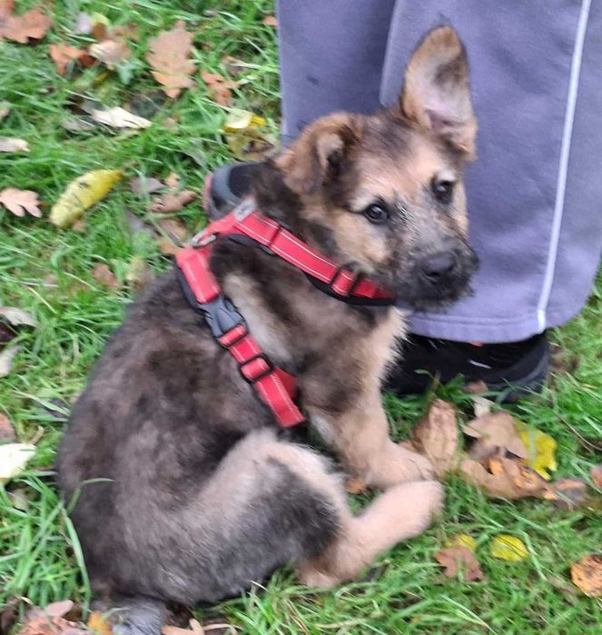 Szczeniak Gufi szuka domu