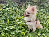 Chihuahua - piekny chłopak, 8 miesiecy