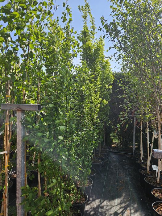 Brzoza Doorenbos,Grab,Buk,Dąb kolumnowy.Tuja szmaragd