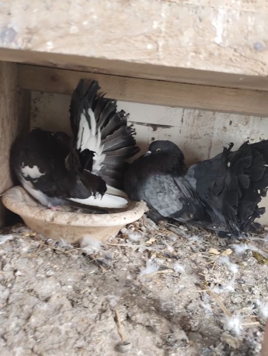 Gołębie gołębie Pawiki