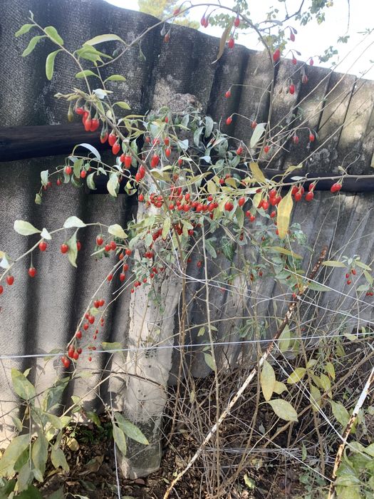 Саженцы годжи сортовые