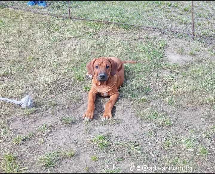 Rhodesian Ridgeback ZKwP/FCI