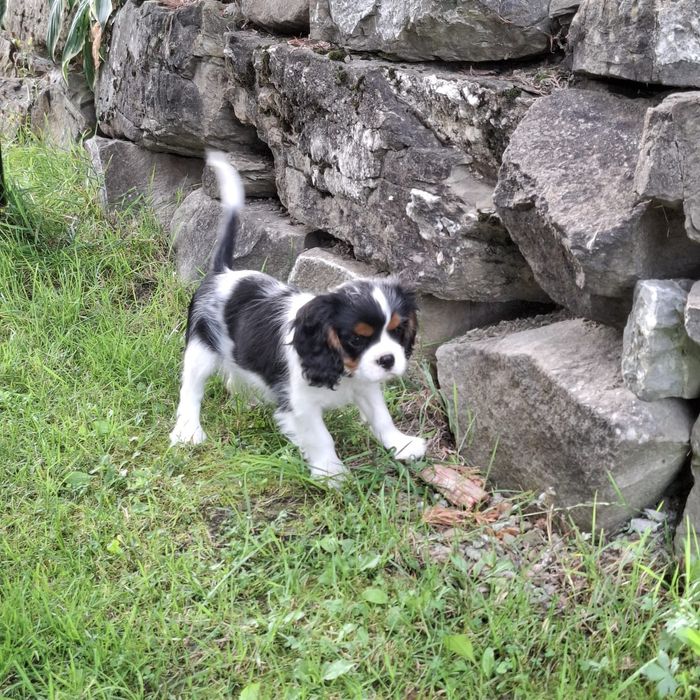 Szczeniak piesek Cavalier King Charles Spaniel ZKwP FCi