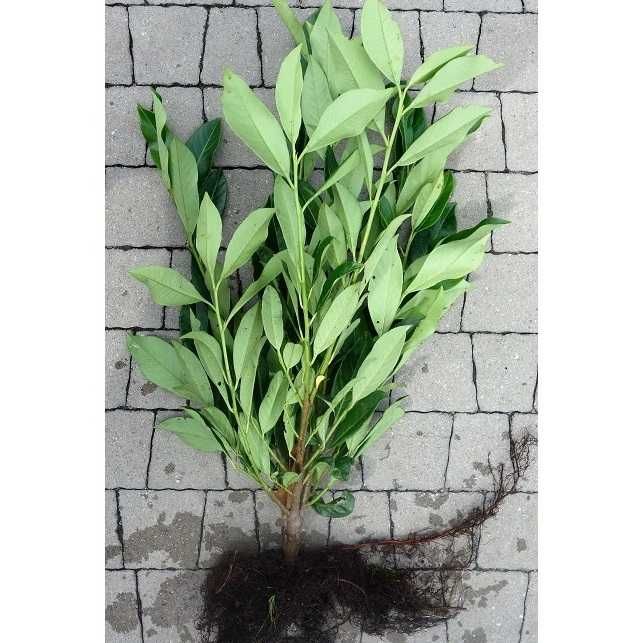 Laurowiśnia wschodnia Caucasica, Novita! Sadzimy! Prunus! 150 cm!