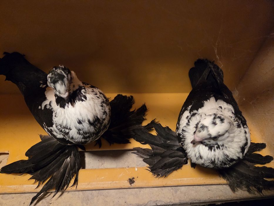 Widyn widyny gołębie ozdobne