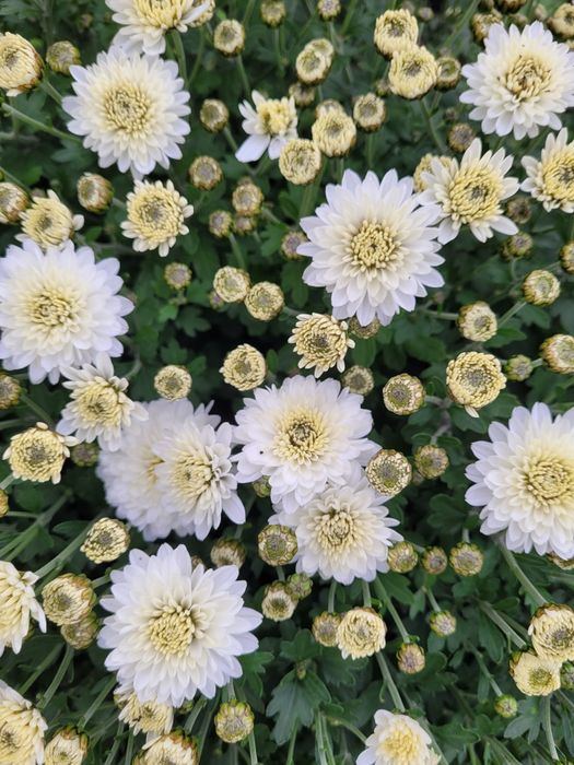 Хризантема мультифлора